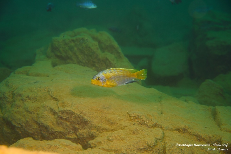 Petrotilapia flaviventris 'Undu Reef'